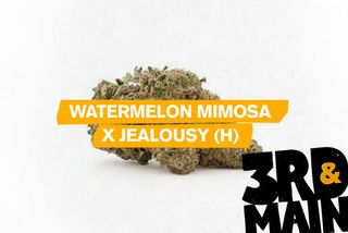 Watermelon Mimosa x Jealously  3RD & MAIN