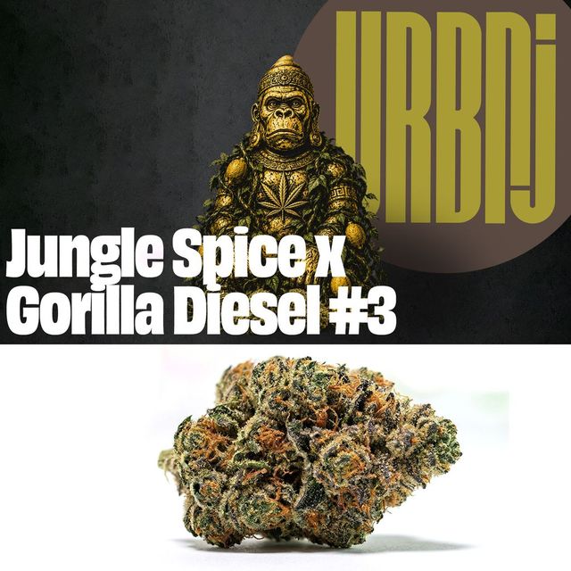 Jungle Spice x Gorilla Diesel #3 URBNJ