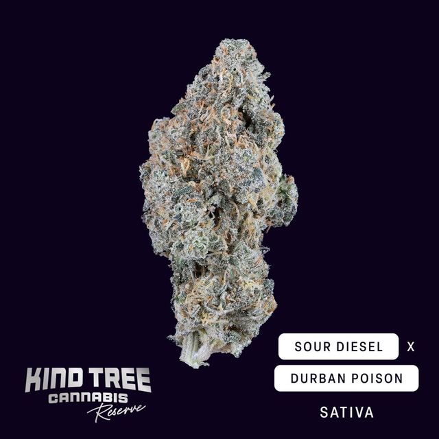Sour Diesel x Durban Poison Kind Tree Sour Diesel x Durban Poison Kind Tree
