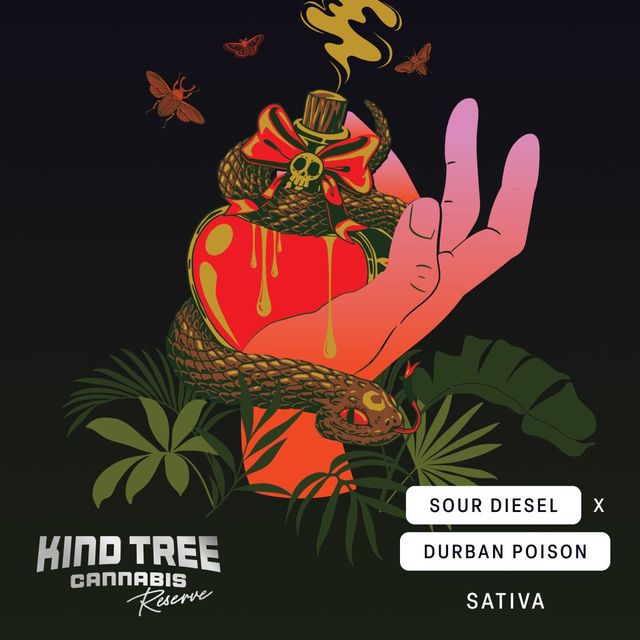 Sour Diesel x Durban Poison Kind Tree Sour Diesel x Durban Poison Kind Tree
