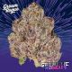 Galactic Warheadz Reserve Grown Rogue Galactic Warheadz Reserve Grown Rogue