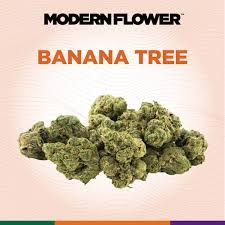 Banana Tree Modern Flower